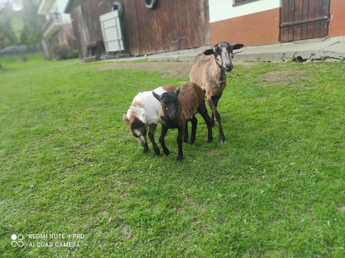 Gospodarstwo Agroturystyczne U Ani Krosnica  Bagian luar foto