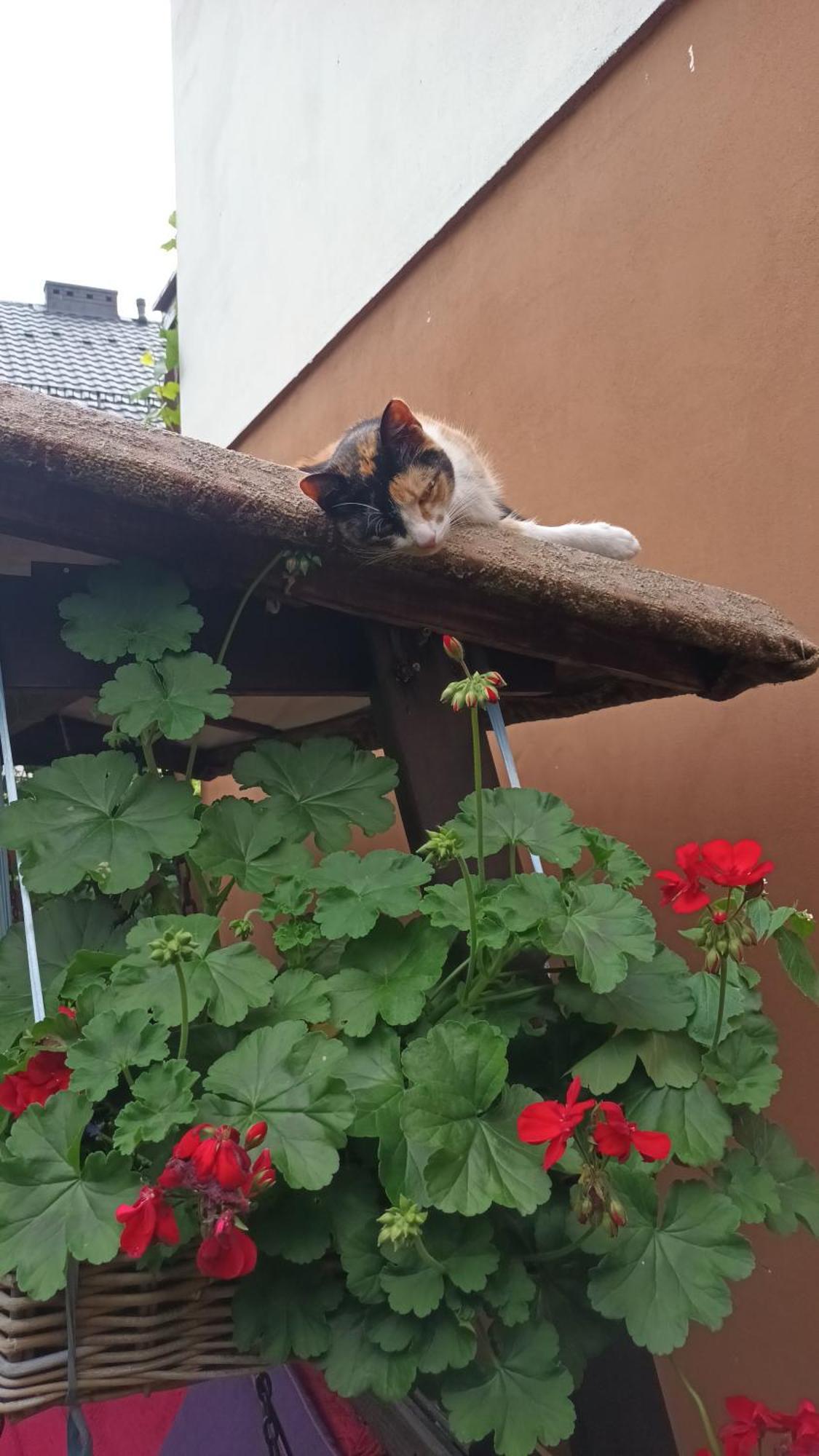 Gospodarstwo Agroturystyczne U Ani Krosnica  Bagian luar foto