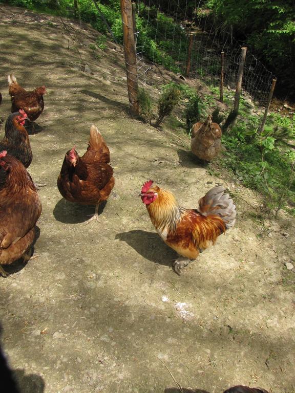 Gospodarstwo Agroturystyczne U Ani Krosnica  Bagian luar foto